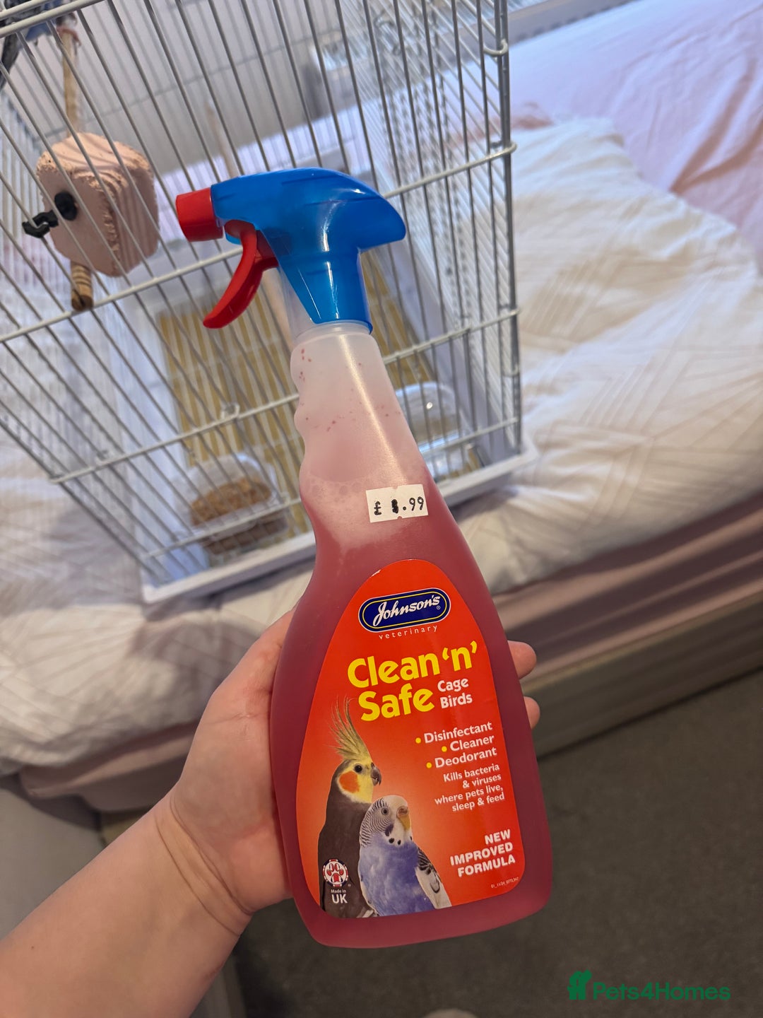 Budgerigars birds for sale: Budgies  - Advert 4