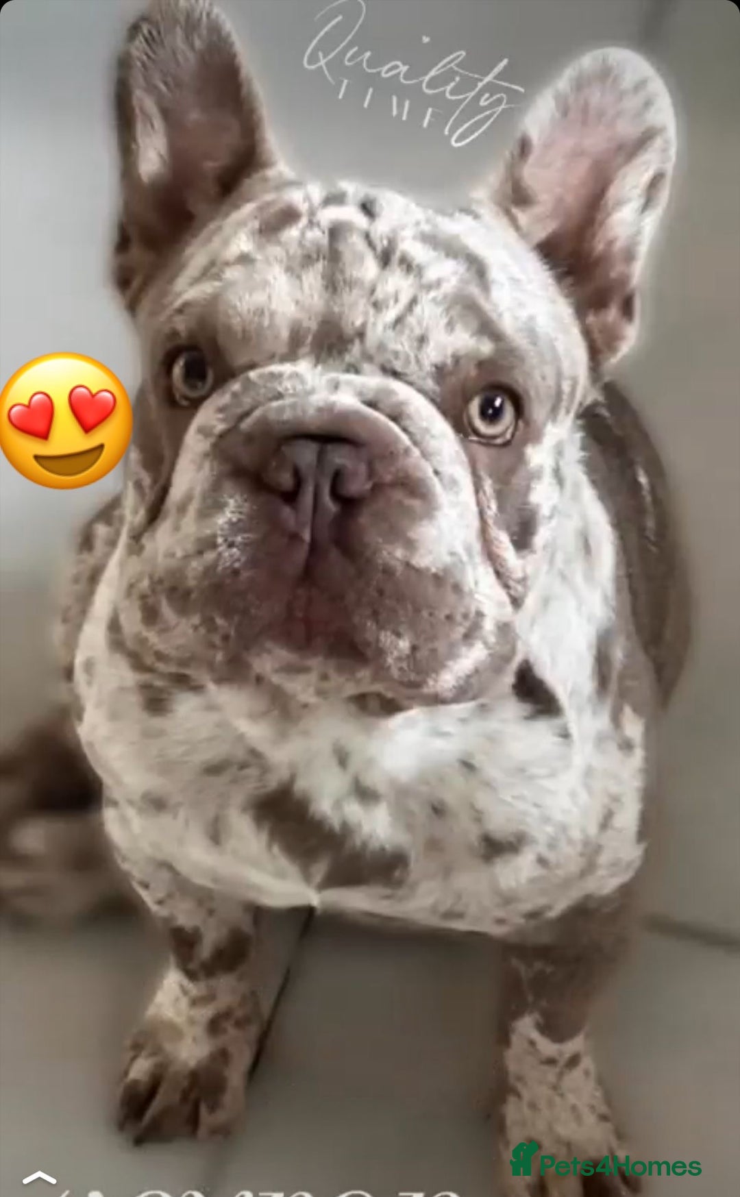 French Bulldog dogs for sale:  Isabella merle male French bulldog - Advert 1