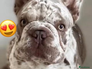 French Bulldog dogs Isabella merle male French bulldog - Advert 8