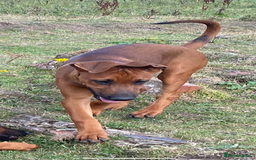Mixed Breed dogs for sale: Dobermann x Malinois  - Image 4