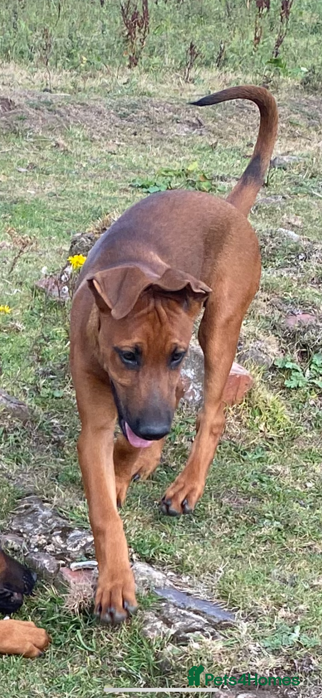 Mixed Breed dogs for sale: Dobermann x Malinois  - Image 4