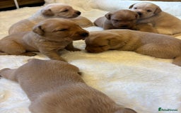 Labrador Retriever dogs for sale: KC REGISTERED DNA TESTED LABRADOR PUPPIES - Image 4
