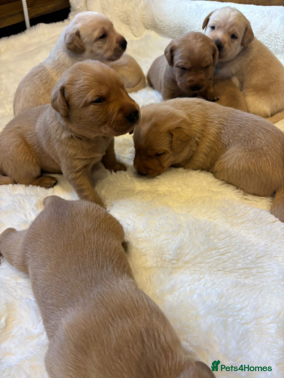 Labrador Retriever dogs for sale: KC REGISTERED DNA TESTED LABRADOR PUPPIES - Image 4