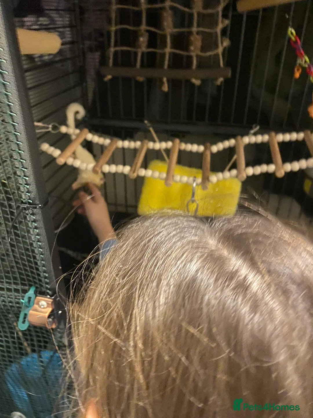 Sugar Glider rodents for sale: Male and female 5month sugar glider in Beaminster - Advert 2