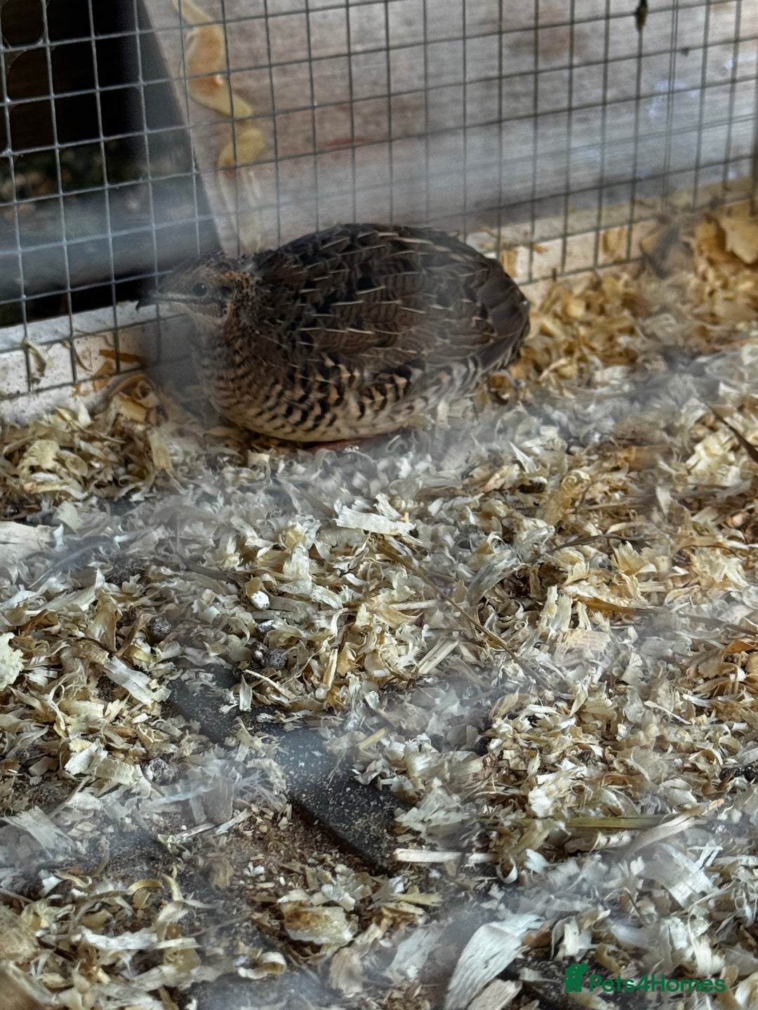 Quail poultry for sale: 3 CPQ Chinese painted quail hens  - Advert 3