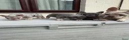 French Bulldog dogs for sale: French Bull Dog Blue And White/Grey - Advert 2