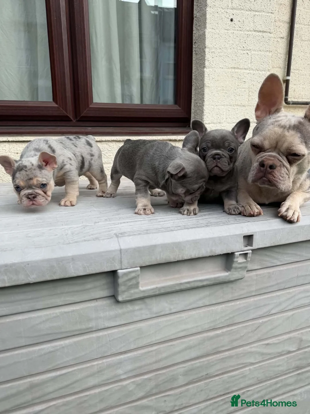 French Bulldog dogs for sale: French Bull Dog Blue And White/Grey - Advert 2
