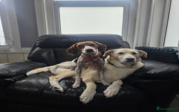 Mixed Breed dogs for adoption: Little Nancy is ready for her forever family! - Image 2