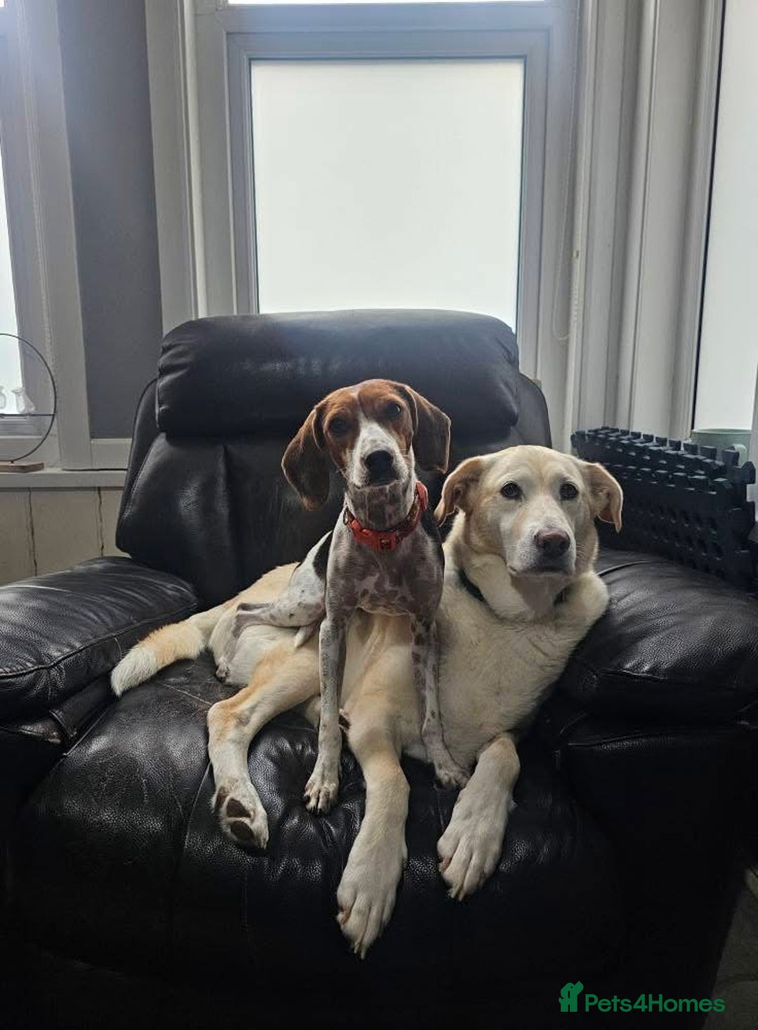 Mixed Breed dogs for adoption: Little Nancy is ready for her forever family! - Image 2