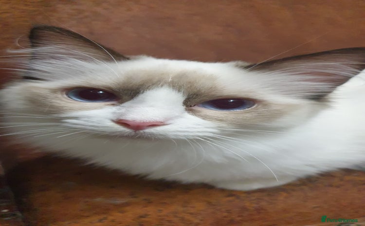 Ragdoll cats in Darwen - Advert 1