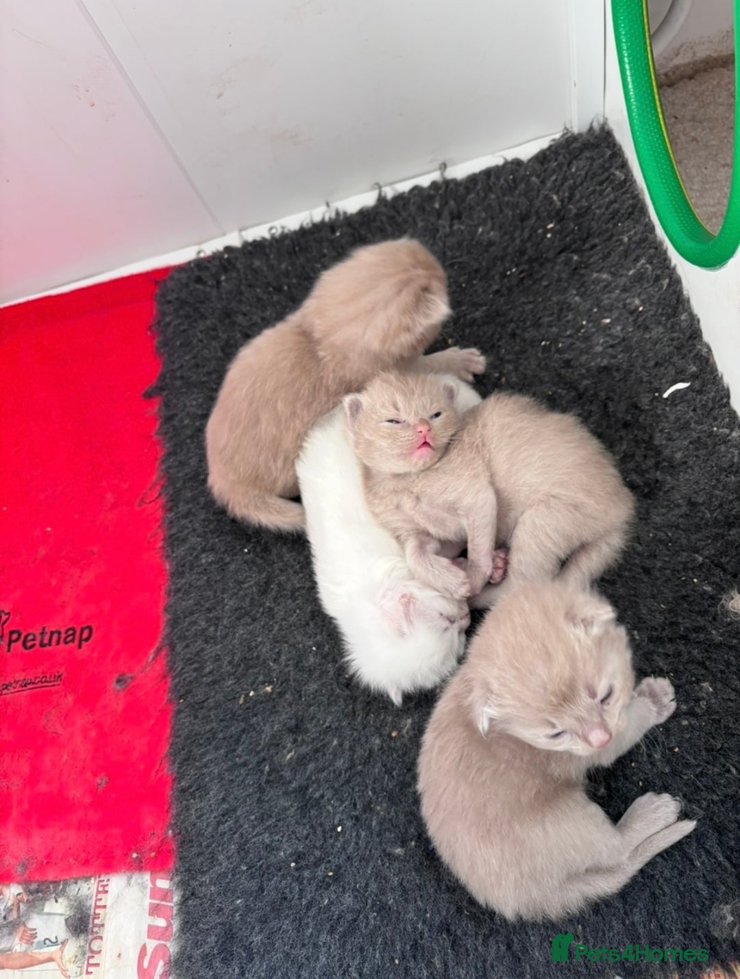Ragdoll cats for sale: RARE PURE BRED FAWN RAGDOLL BABIES - Advert 14
