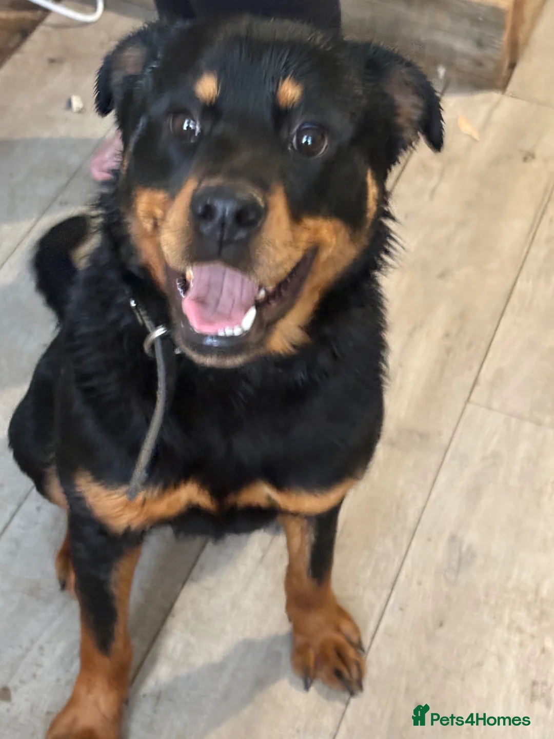 Rottweiler dogs for sale: Female Rottweiler  - Advert 2