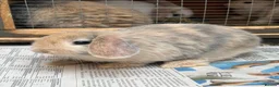 Mini Lop rabbits for sale: Beautiful coloured mini lops - Advert 5