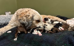 Bernedoodle dogs for sale: Bernedoodle F1B puppies - Image 4