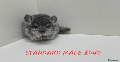 Chinchilla rodents STUNNING BABIES CHINCHILLA MIX COLOURS AND GENDER  - Advert 12