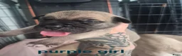 Mixed Breed dogs for sale: Boerso Babies  - Advert 18