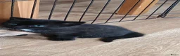 Mixed Breed cats for sale: Adorable Black Tabby Kitten ready to leave soon  in Tonbridge - Advert 10