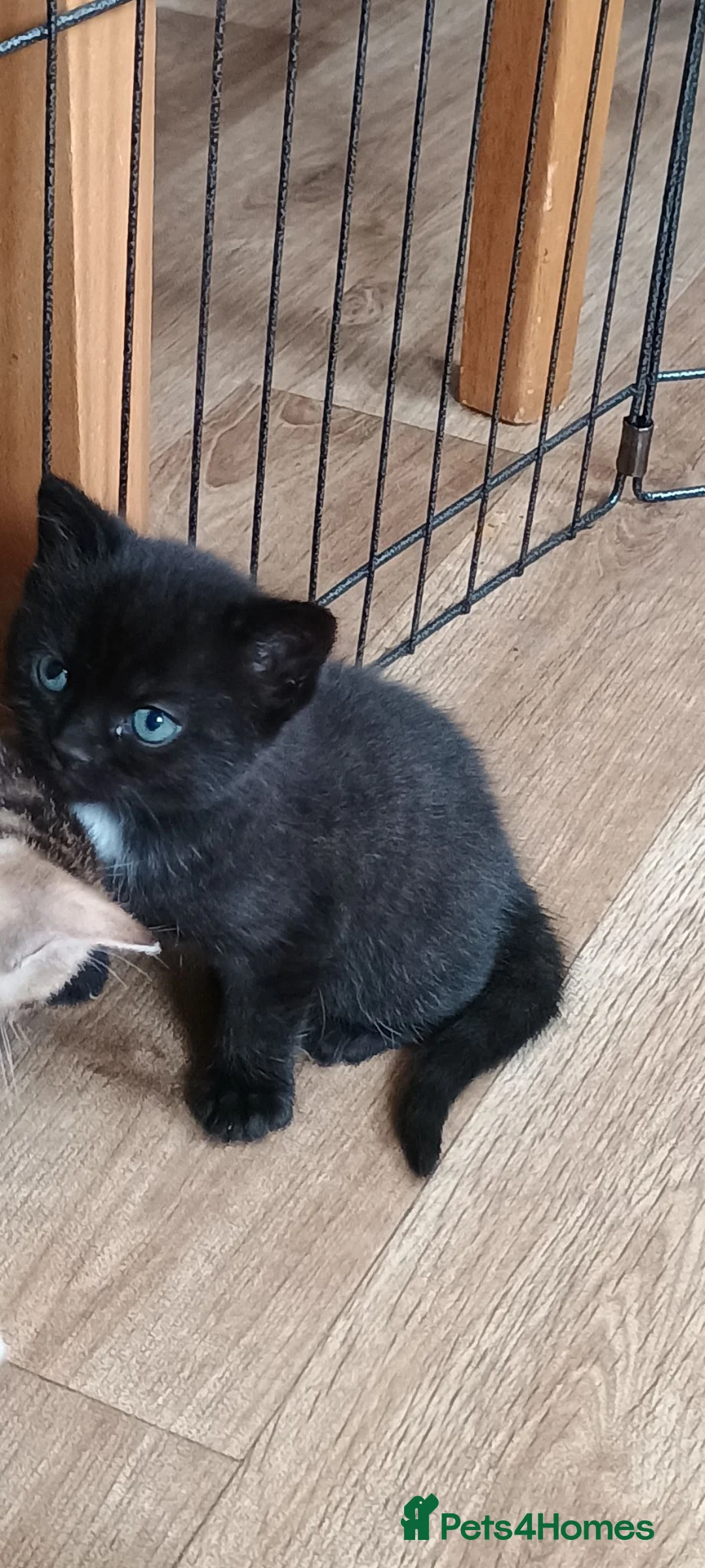 Mixed Breed cats for sale: Adorable Black Tabby Kitten ready to leave soon  in Tonbridge - Advert 10