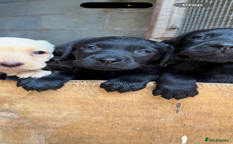 Labrador Retriever dogs - Advert 3