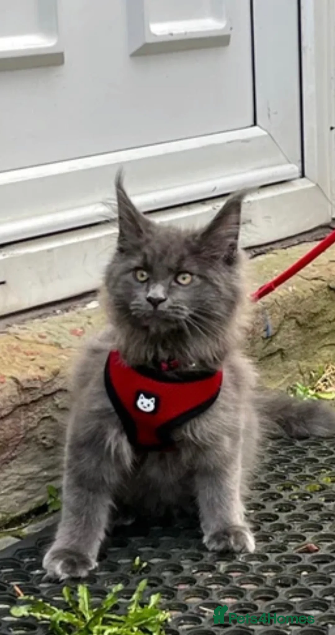 Maine Coon cats for stud: Silver Maine Coon Proven Stud - Advert 6