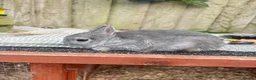 Netherland Dwarf rabbits for sale: Netherland dwarf squirrel Buck  - Advert 6