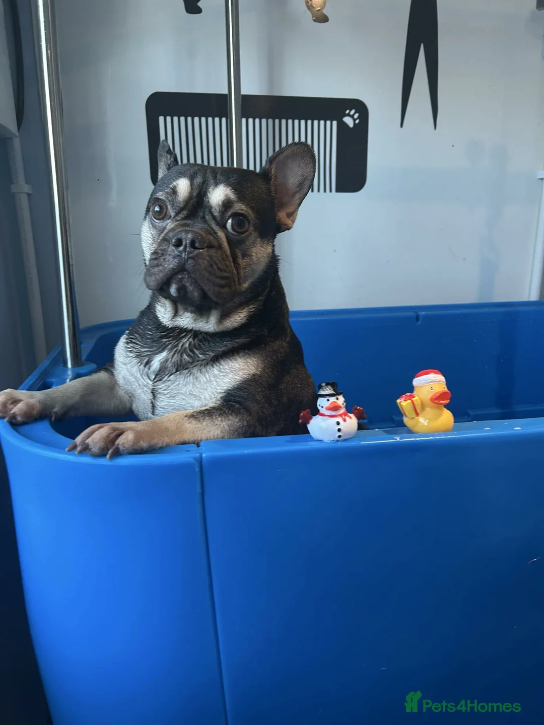 French Bulldog dogs for sale: Male french bulldog - Advert 9