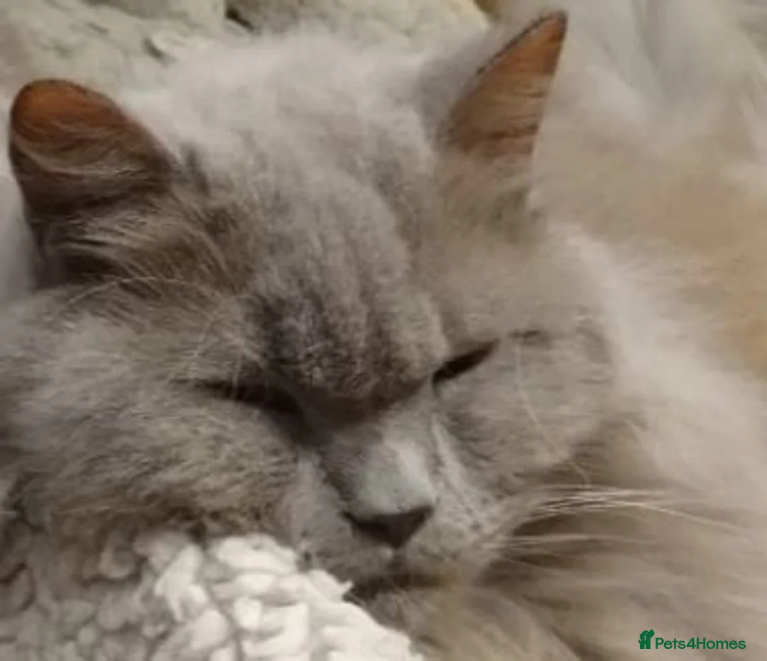 British Longhair cats for sale: British Longhair Boy Neutered - Advert 2