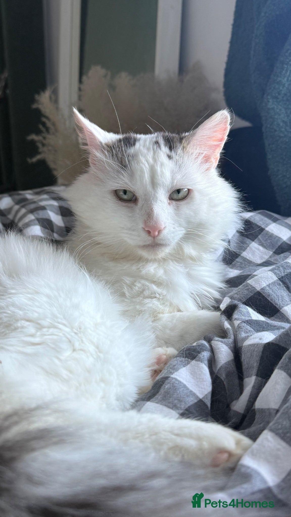 Turkish Van cats 1 year old male Turkish Van  - Advert 4