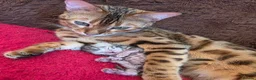 Bengal cats for sale: Full bengal girl silver grey exceptional markings in Chesterfield - Advert 12