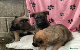 Belgian Shepherd Dog dogs for sale: Belgian shepherd puppies - Image 6