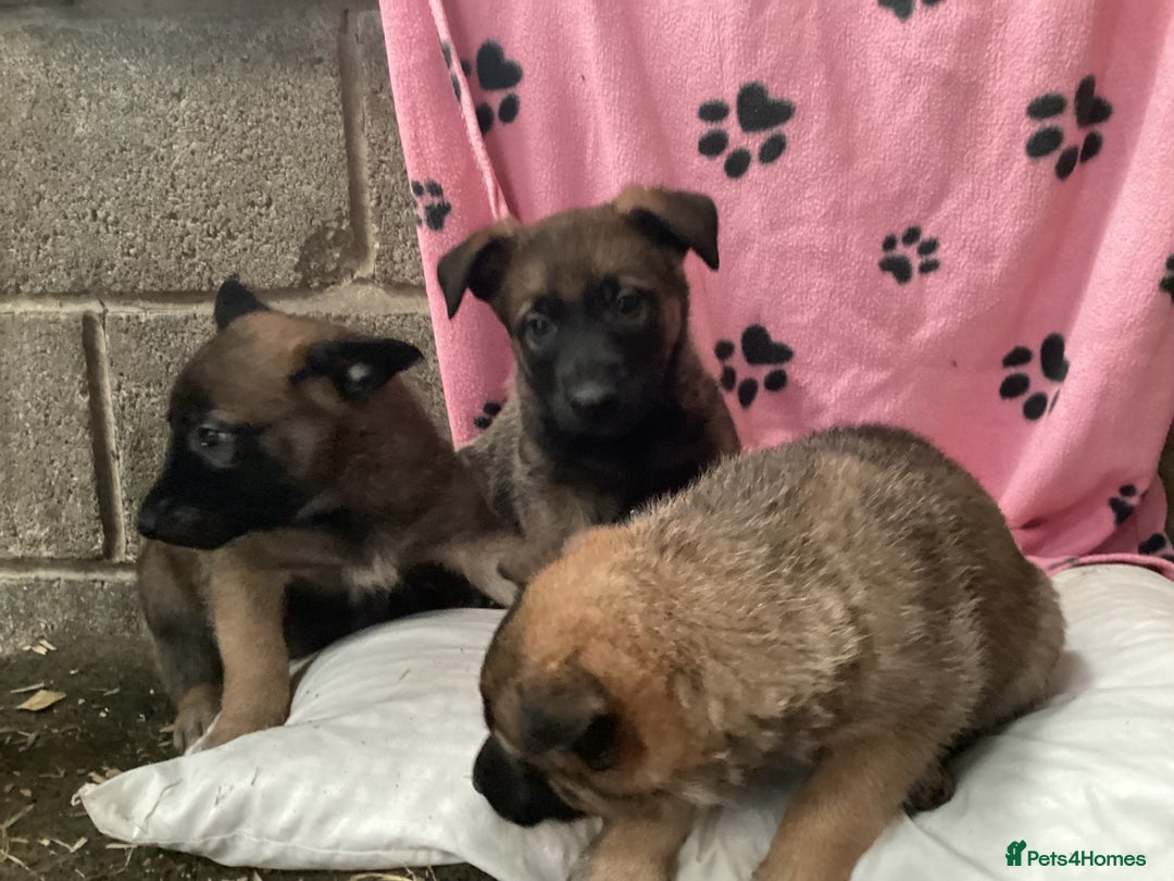 Belgian Shepherd Dog dogs for sale: Belgian shepherd puppies - Image 6