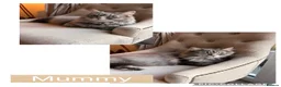 Ragdoll cats for sale: Four beautiful blue Ragdoll tabby point kittens - Advert 20