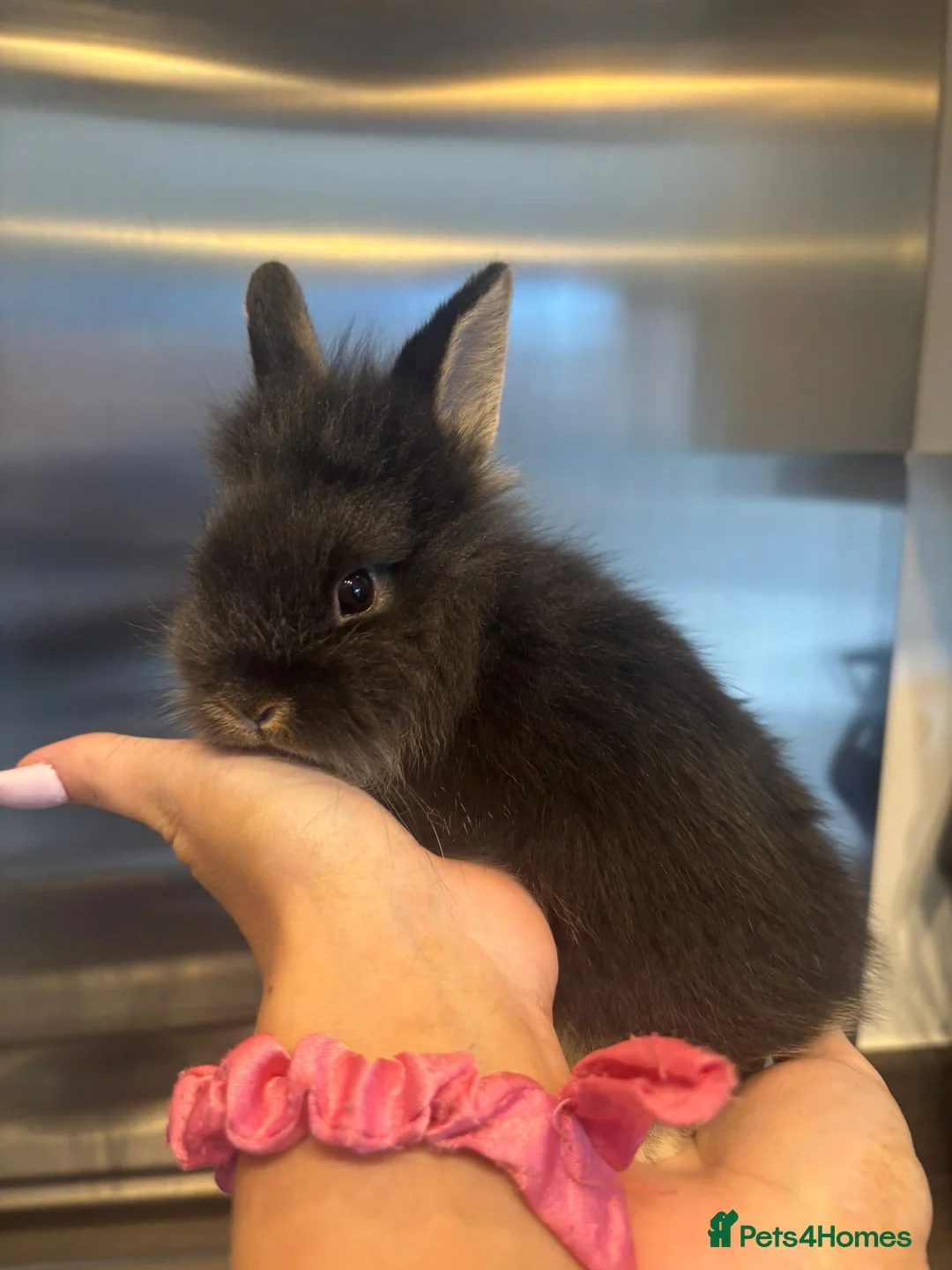 Mixed Breed rabbits for sale: Lionhead x Netherlands dwarf in Nottingham - Advert 5