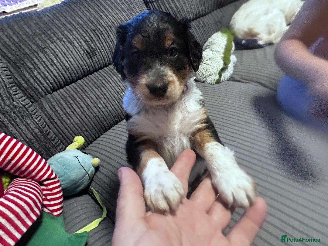 Mixed Breed dogs for sale: Border doodle - Image 25