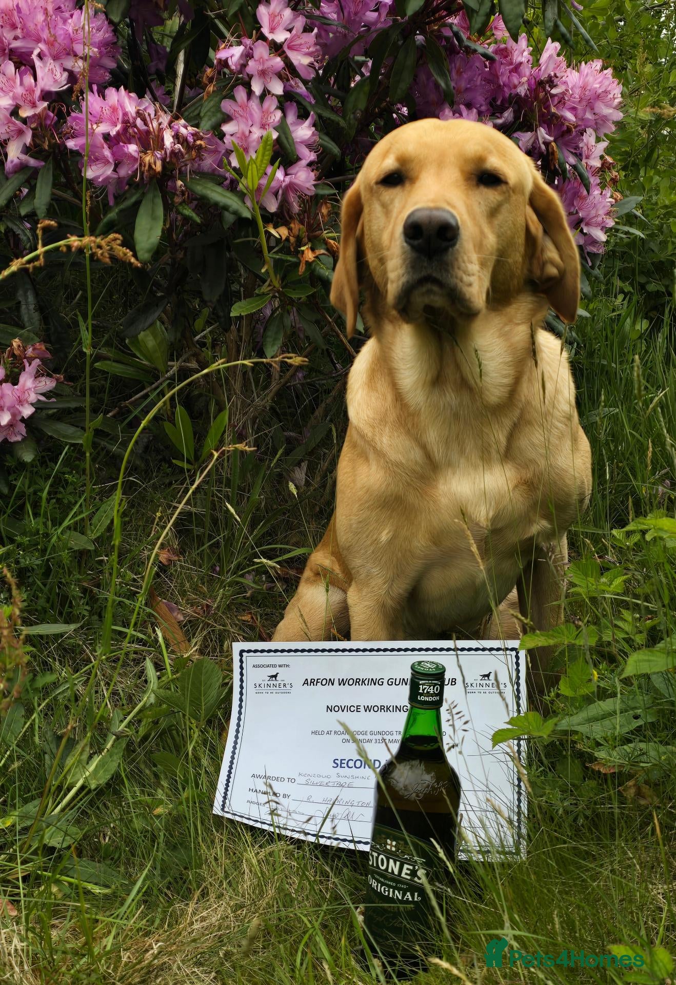 Labrador Retriever dogs Proven Working Labrador Retriever for Stud - Advert 2