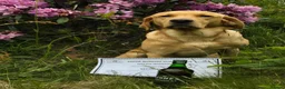 Labrador Retriever dogs for stud: Proven Working Labrador Retriever for Stud in Aberystwyth - Advert 2