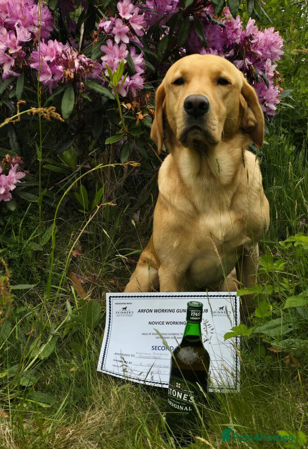 Labrador Retriever dogs for stud: Proven Working Labrador Retriever for Stud in Aberystwyth - Advert 2