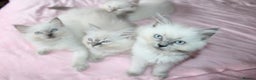 Ragdoll cats for sale: GCCF registered Ragdolls  - Advert 19