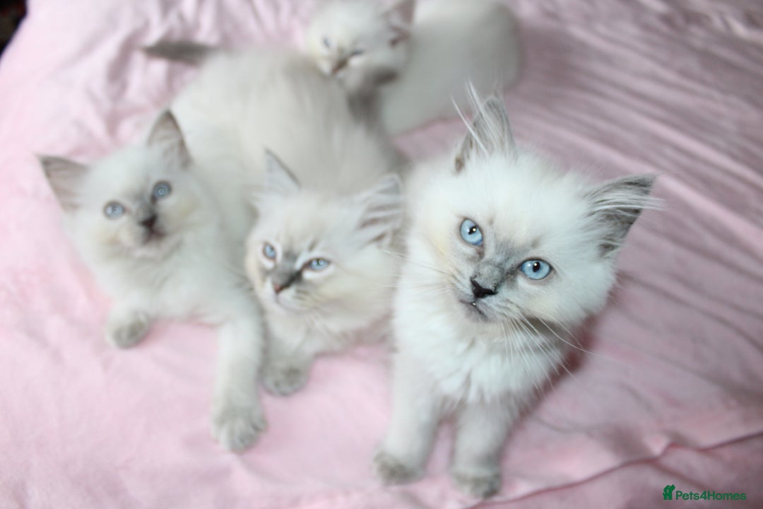 Ragdoll cats for sale: GCCF registered Ragdolls  - Advert 19