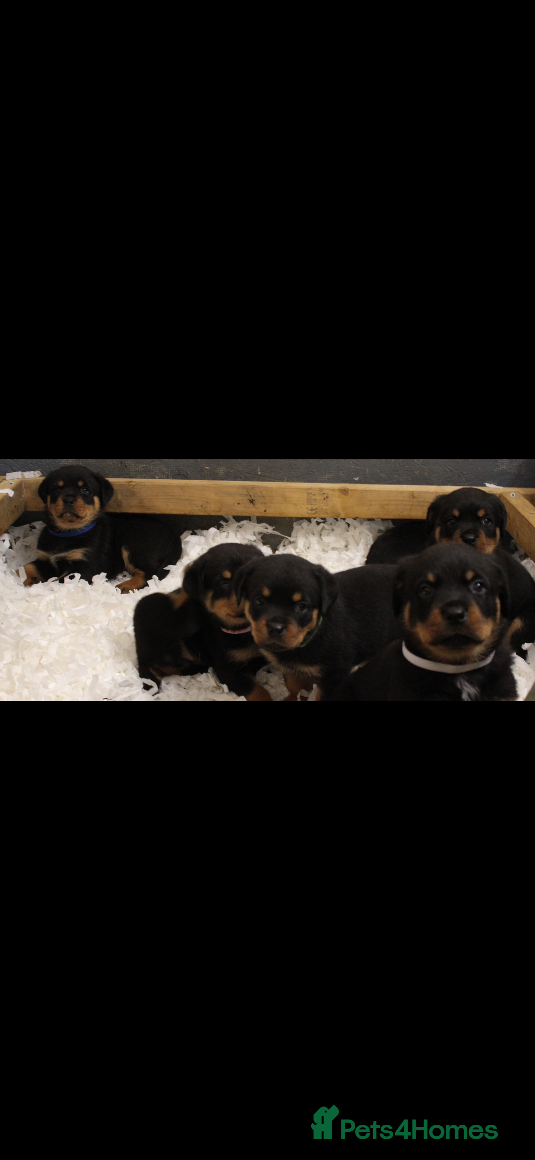 Rottweiler dogs for sale: Stunning Rottweiler Puppies  - Advert 8