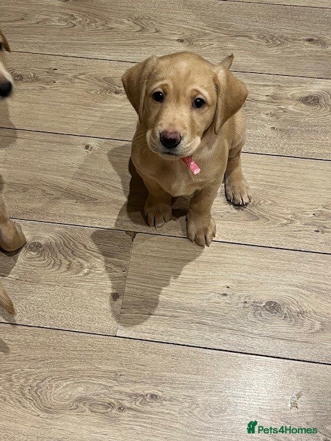 Labrador Retriever dogs Beautiful Labrador girl for sale  - Advert 8