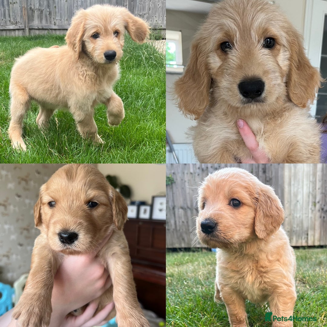 Goldendoodle dogs for sale: Goldendoodle x Aussiedoodle Pups READY TO LEAVE  - Image 6