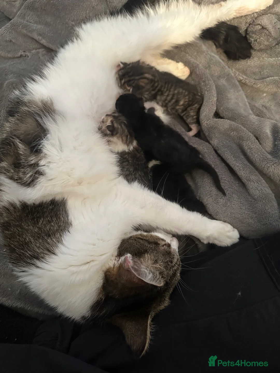 Mixed Breed cats for sale: 5 Cute kittens 🐈 - Advert 2