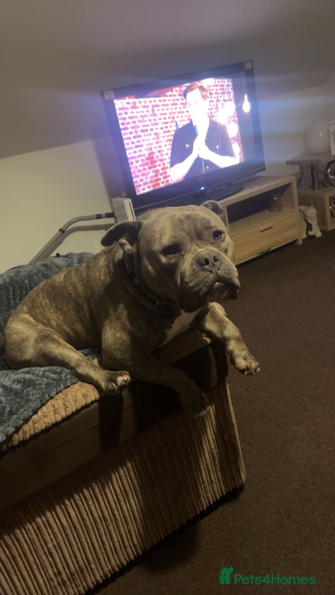 American Bully dogs for sale: Pocket Bully - Image 4