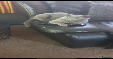 British Shorthair cats - Advert 1