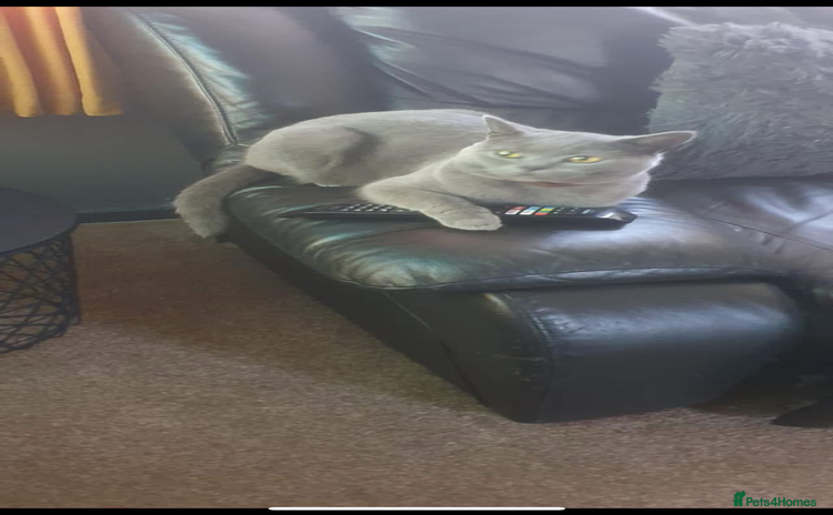 British Shorthair cats for sale - Advert 1