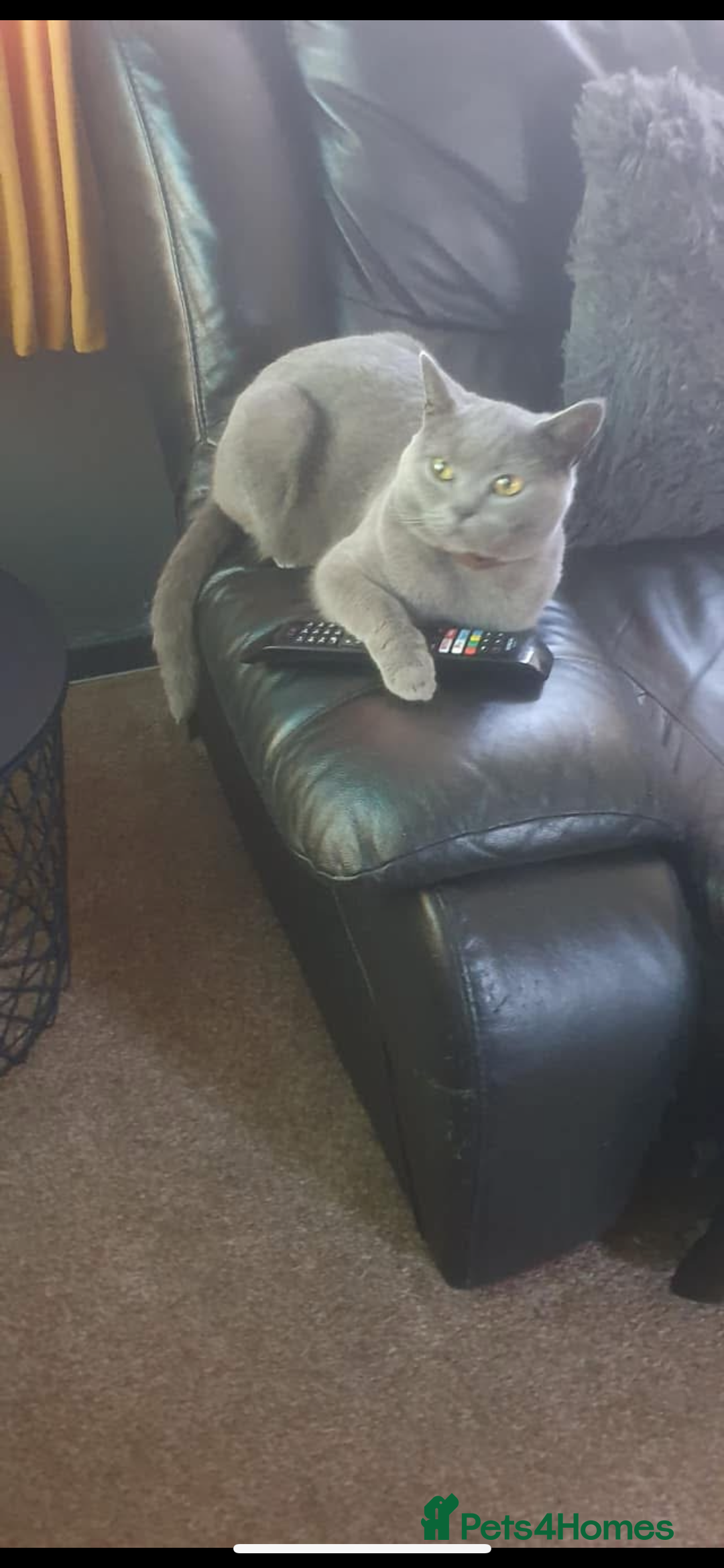 British Shorthair cats for sale: British shorthair  - Image 1