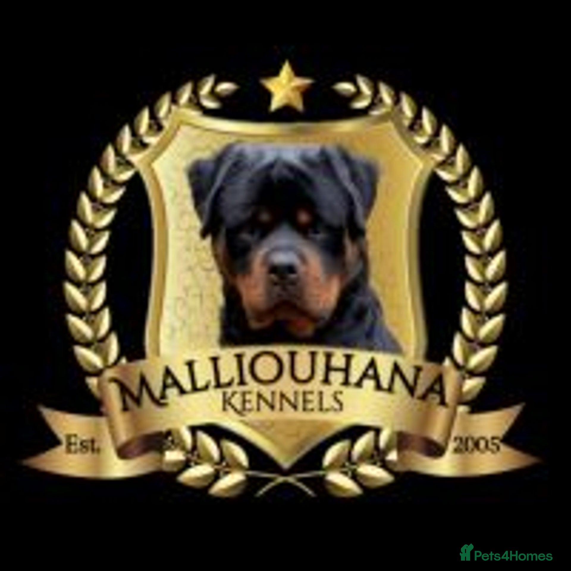 Rottweiler Puppies for sale | Pets4Homes