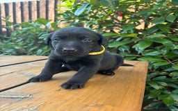 Labrador Retriever dogs for sale: 9 Beautiful Labrador Puppies For Sale  - Image 7
