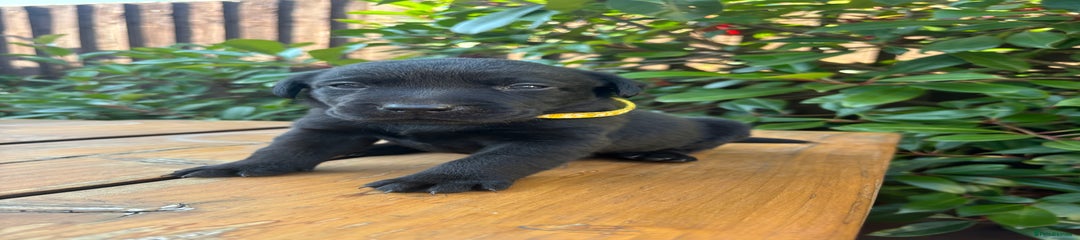 Labrador Retriever Puppy 3